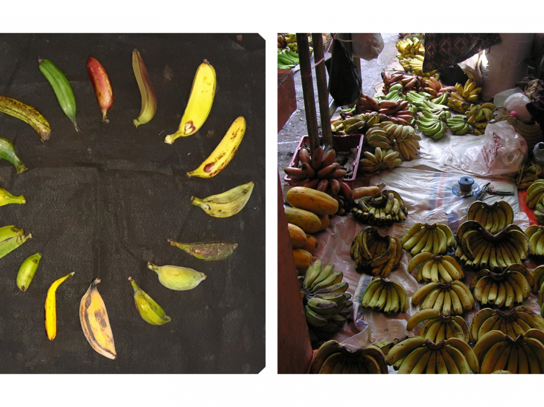 Diversity of banana fruits found in the village of Konguan, Madang Province (Papua New Guinea) (left) and in the market of Solok, Sumatra (Indonesia) (right).