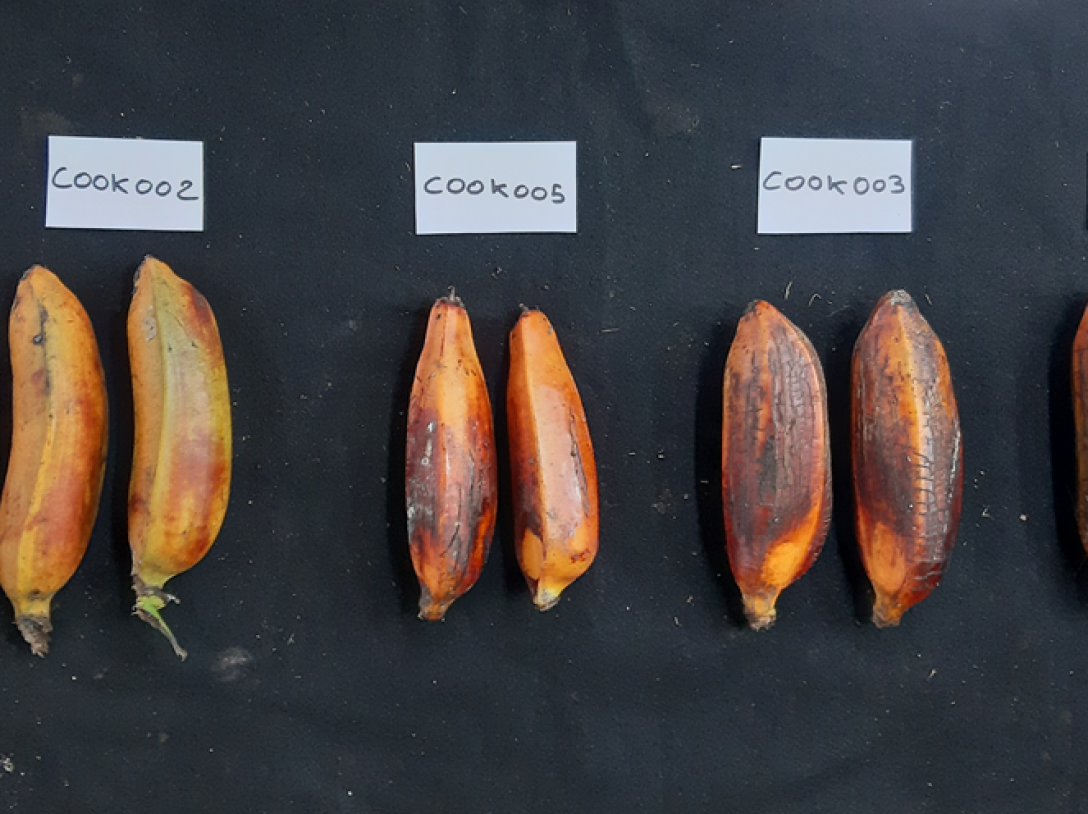 Diversity of fruits of Fe’i bananas in the island of Rarotonga (Cook Islands).