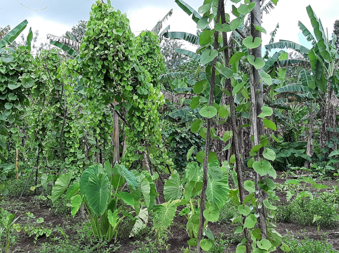 Mixed cropping system (yams Dioscorea spp., taro Colocasia esculenta and Bananas Musa spp.) in the province of West New Britain, Papua New Guinea.