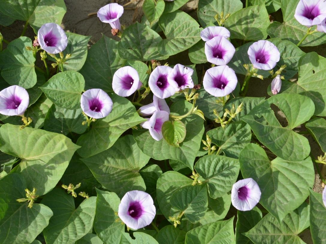 Flowers and heart-shaped sweetpotato leaves (Source: Bettina Heider, CIP, 2014)