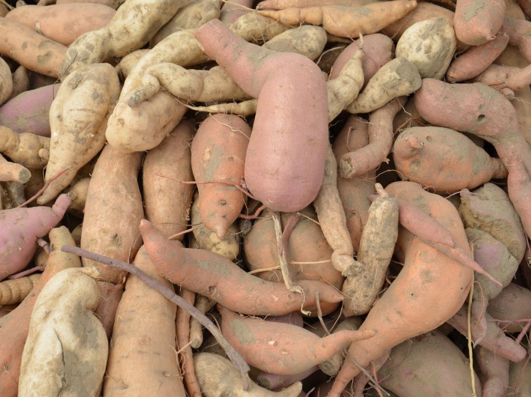 A mixture of different sweetpotato varieties (Source: Bettina Heider, CIP, 2014)