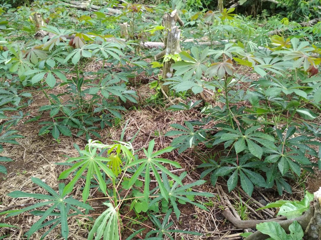 Cassava plantation