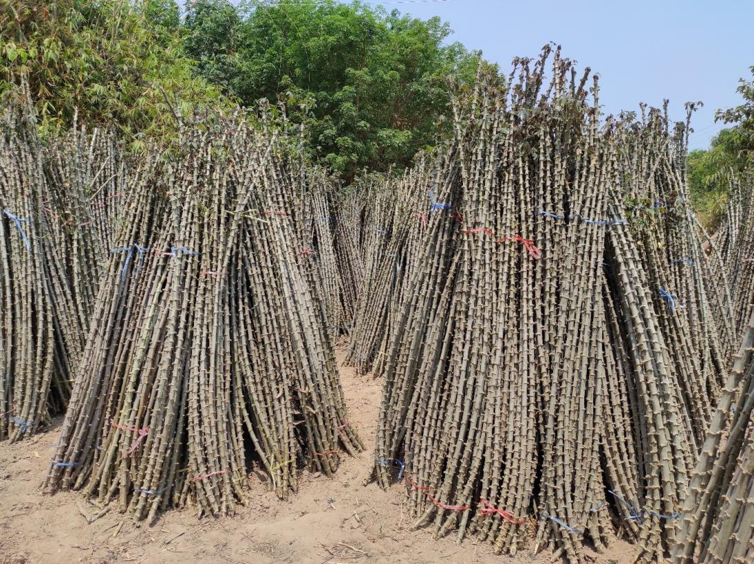 Bundled cassava roots