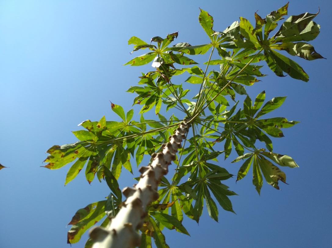 Cassava canopy