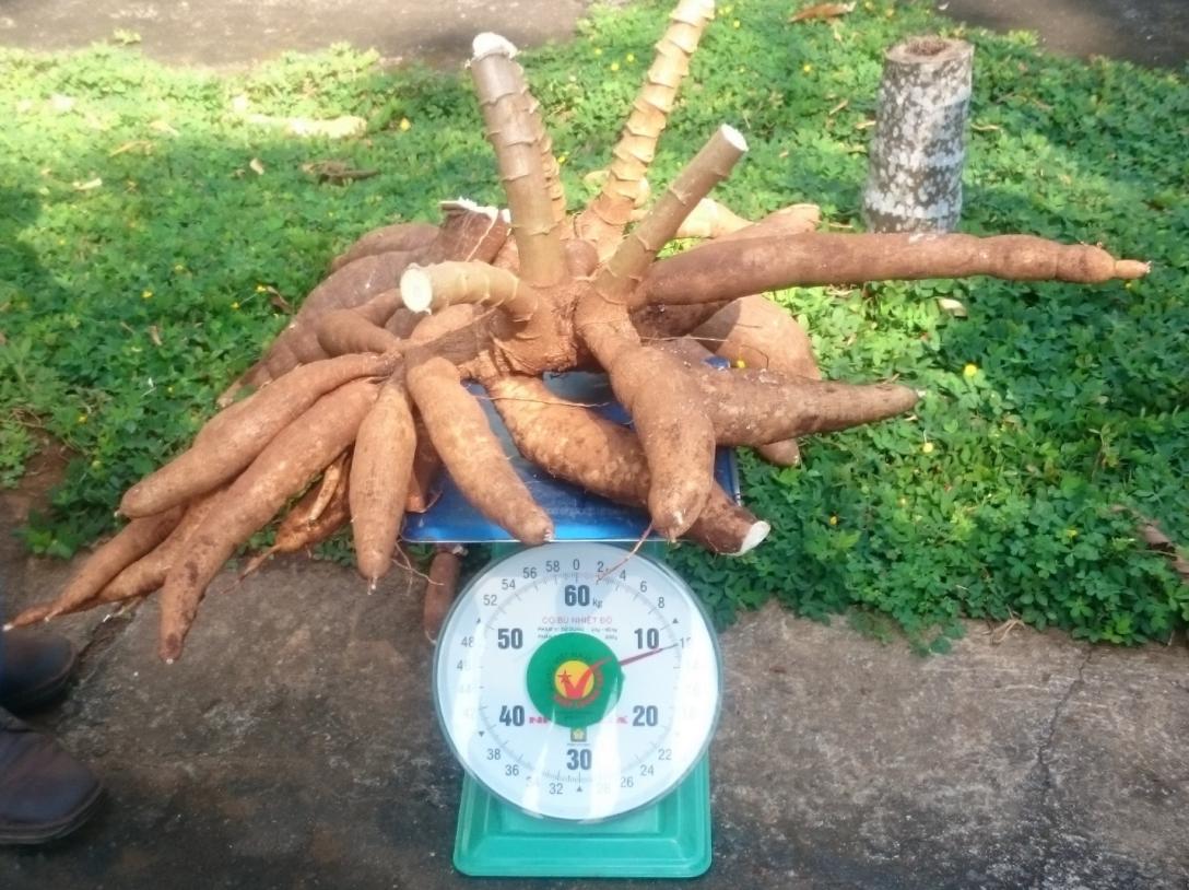Cassava roots on weighing scales