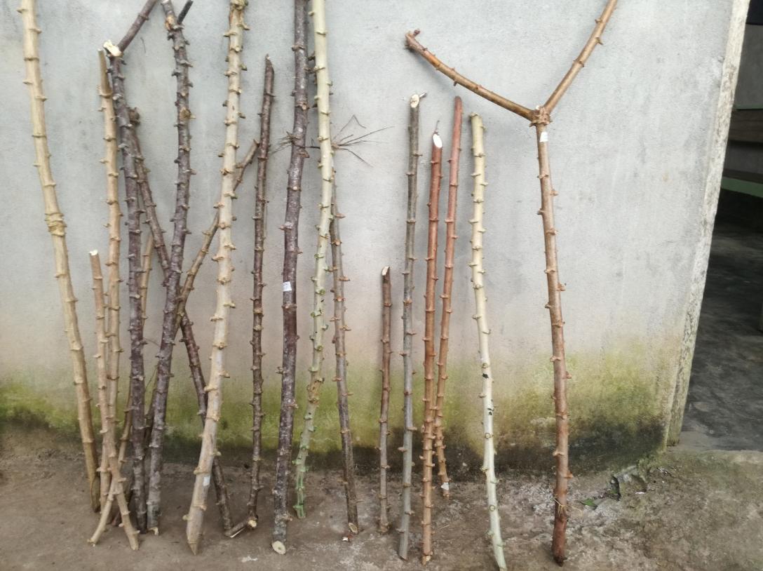 Cassava stems leaned on a wall