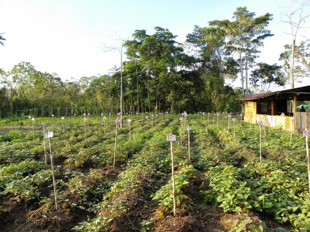 Collection of Amazonian sweetpotato varieties grown at the Instituto de Educación Superior Tecnológico Público “Ashaninka” in Betania, Central Peru (source: Elisa Romero, CIP, 2011)