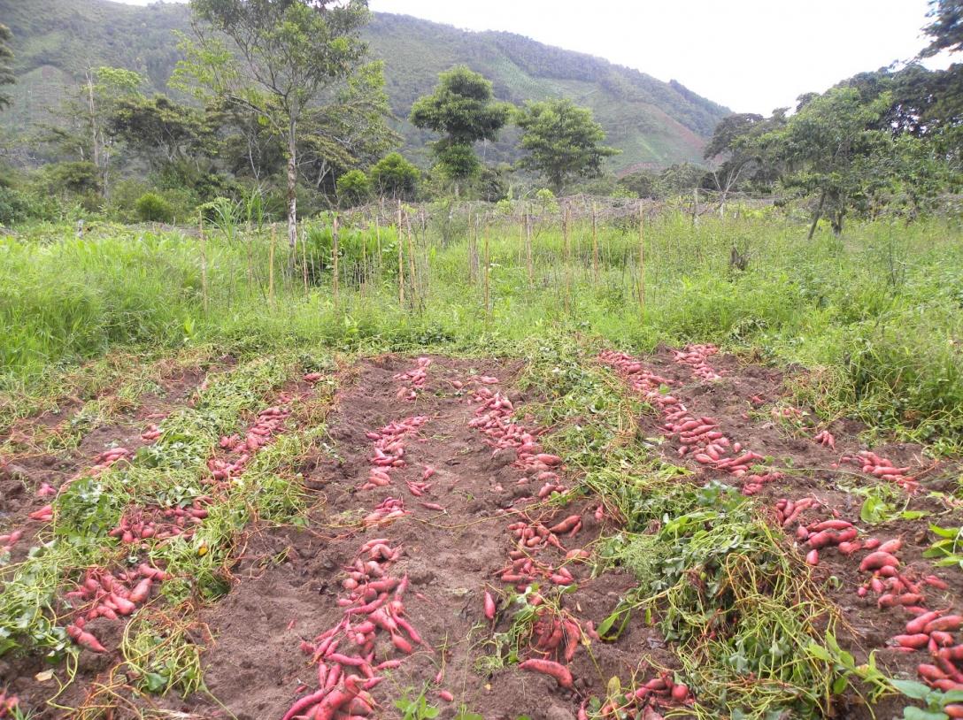 A commercial sweetpotato variety harvested from a field trial in Tsachopen near the urban center of Oxapampa. Tsachopen is a village of the Yanesha people located in a transitional zone where the eastern Andean slopes descent into the Amazon basin of Central Peru.  (source: Elisa Romero, CIP, 2011)