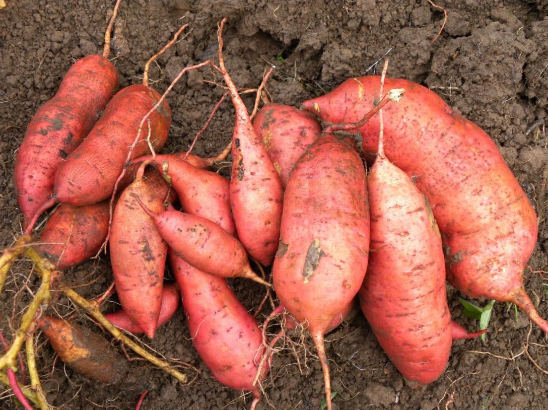 A commercial sweetpotato variety (cv. Beauregard) at harvest time. (source: Elisa Romero, CIP, 2011)