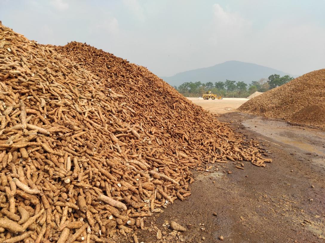 Huge heaps of cassava roots