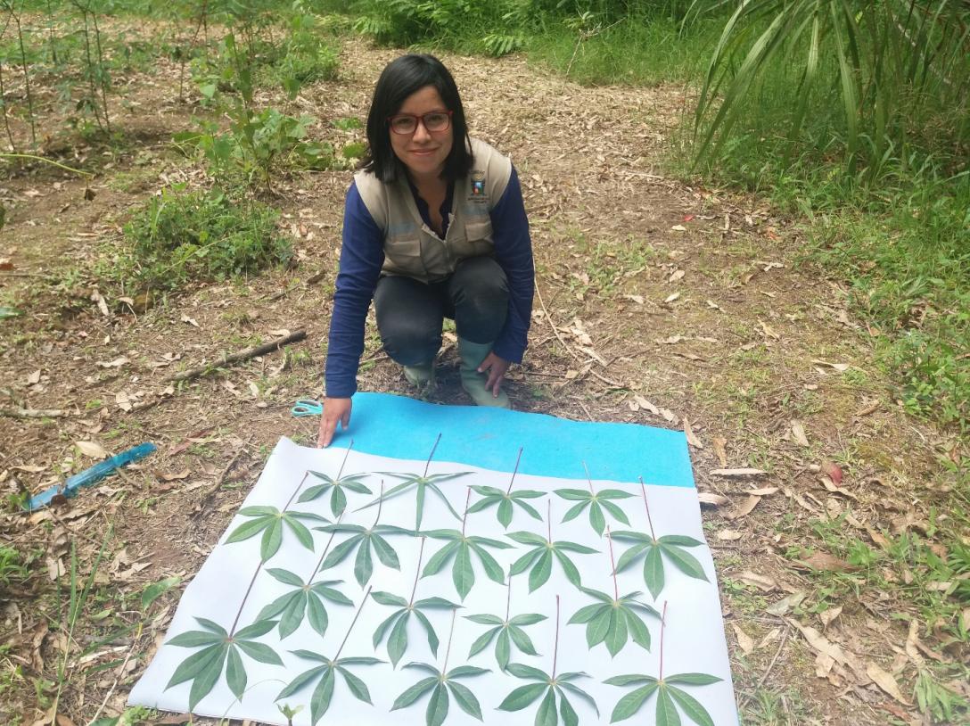 Peruvian student studying cassava leaves
