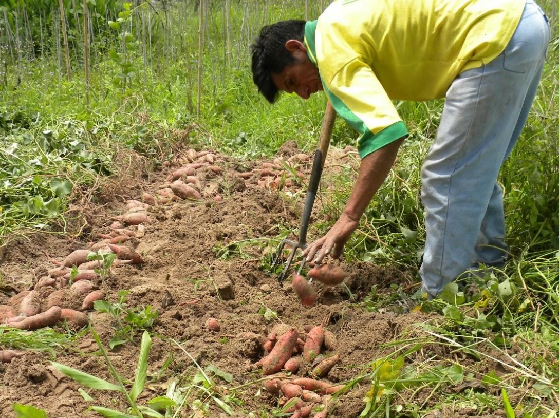 Sweetpotato harvest in a mountainous area of the Amazon in Central Peru (source: Elisa Romero, CIP, 2011)