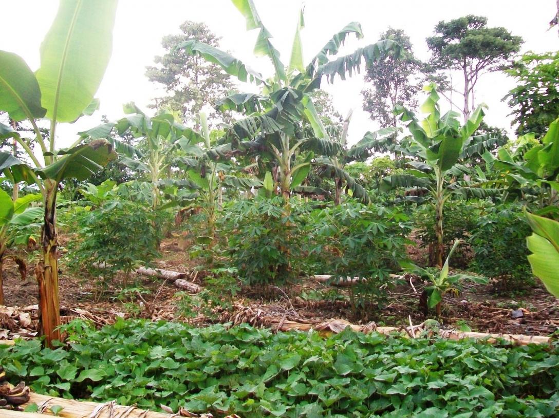 Traditional mixed cropping system of sweetpotato, cassava and bananas in the Amazon basin of Central Peru (source: Elisa Romero, CIP 2010)