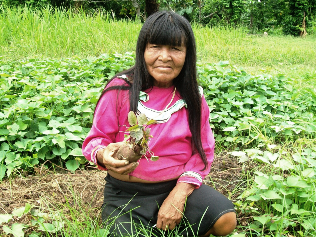 A traditional sweetpotato variety grown by a farmer of the Shipibo people near the Ucayali river in the Peruvian Amazon basin (source: Elisa Romero, CIP, 2010)