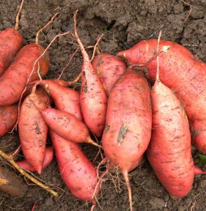 A commercial sweetpotato variety (cv. Beauregard) at harvest time. (source: Elisa Romero, CIP, 2011)