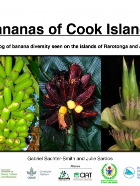 Bananas of Cook Islands