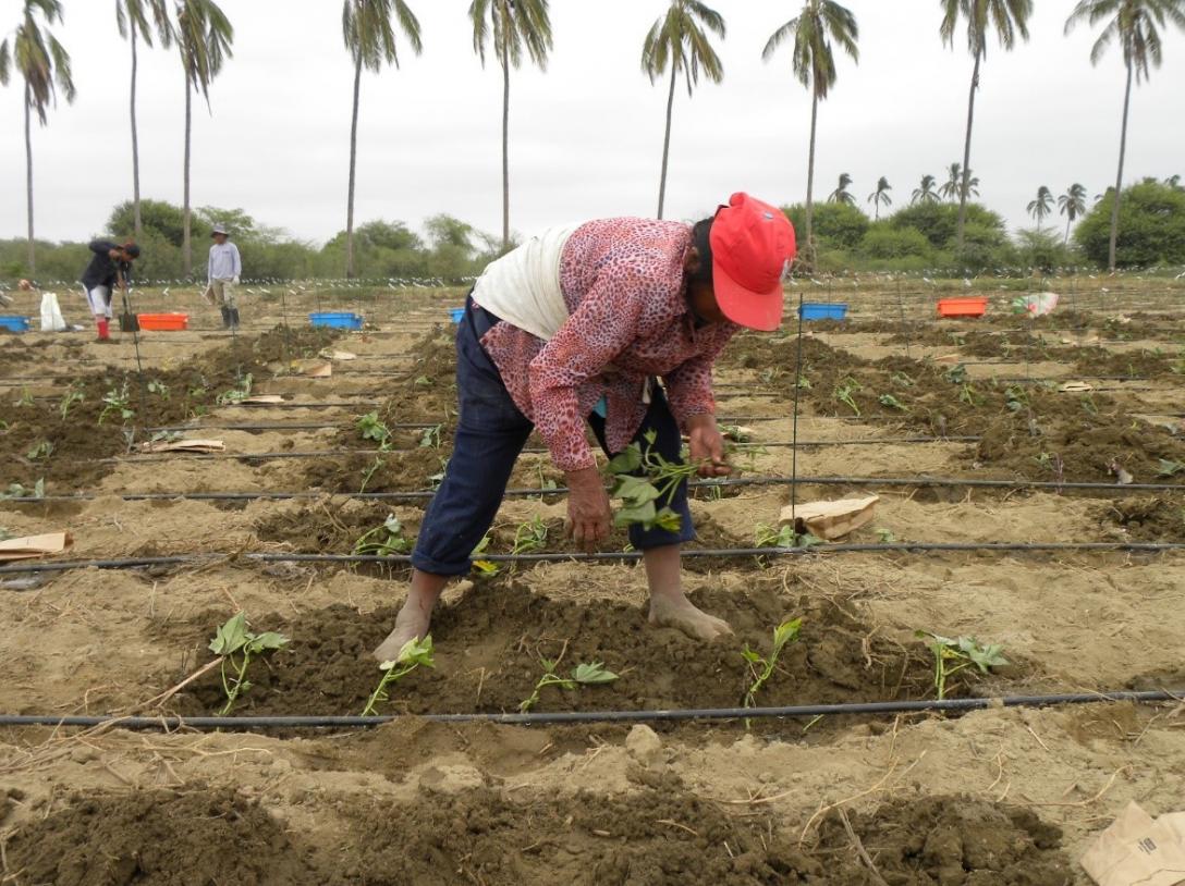Planting of sweetpotato vines for heat stress screening in Piura, northern Peru (Source: Bettina Heider, CIP, 2013)